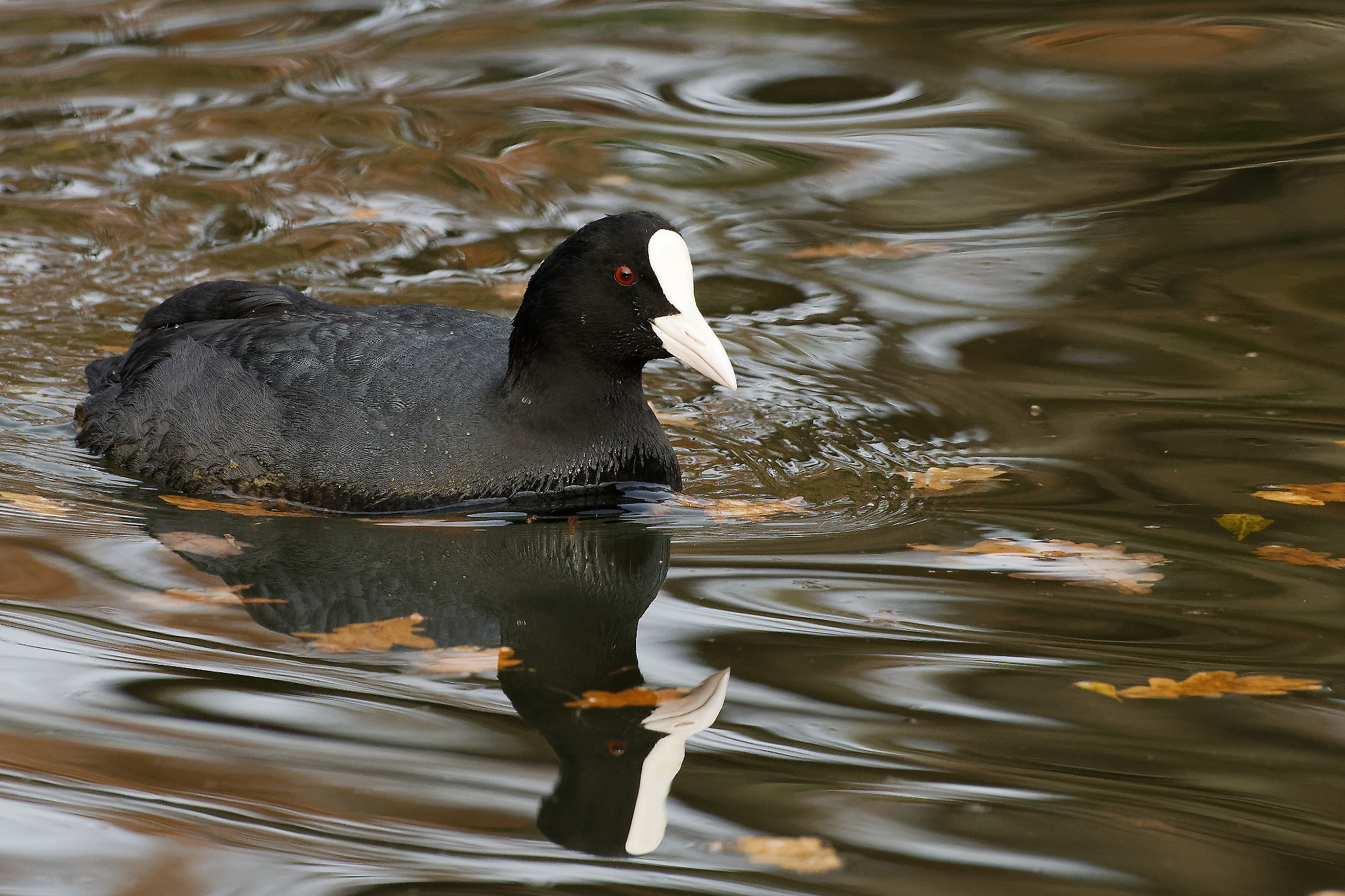 Foulque macroule sur l'eau